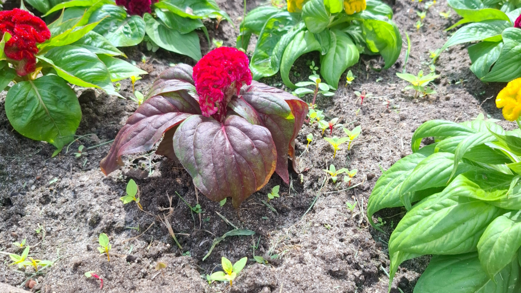 IMAGEN DE FLORES ROJAS Y AMARILLAS